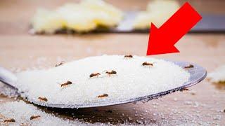 A Natural Way to Get Rid of Ants in House Permanently (In 1 Minute)