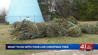 Georgia Forestry Commission is encouraging all to recycle their Christmas trees