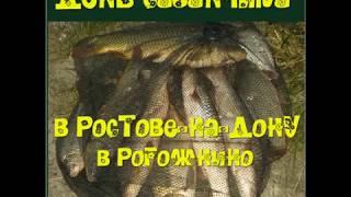 Осенняя рыбалка на сазана  на Дону с берега , в Рогожкино. Зачётный улов.