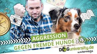 AGGRESSION gegen fremde Hunde ▶︎ Hundebegegnungen entspannt gestalten | DOGUNIVERSITY UNTERWEGS