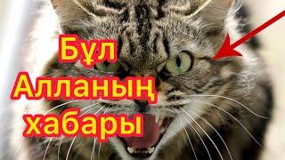 Сізге мысық жақындап келе жатса..бұл сізге Алладан 3 хабар бар дегенді білдіреді! Әлхамдулиллаһ!