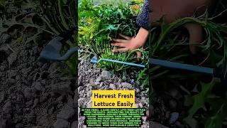 Process of Harvesting Fresh Lettuce Easily