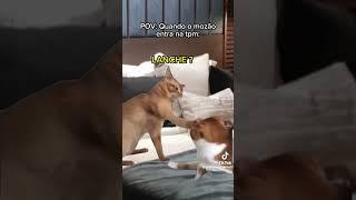 Compilado POV DE GATINHOS TikTok