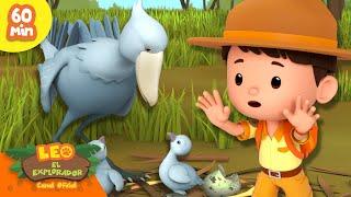 ¡UNA MADRE PÁJARO ALIMENTANDO A SUS BEBÉS!  | Grandes Pájaros | Leo, El Explorador | Animación