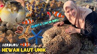 Mencari hewan laut unik | Memasak kerang dara