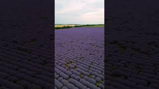 Lavanda #moldova