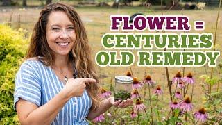 Turn this flower into powerful medicine | Echinacea Tincture Easy DIY