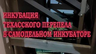 Инкубация техасского перепела в самодельном инкубаторе//самодельный брудер для техасского перепела