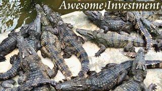 Alligator Farm - Awesome Investment Sector For Top Income