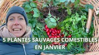 5 plantes sauvages comestibles en janvier