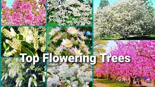 Top Most Popular Flowering Trees With Names | Flowering Trees For Garden | Great Landscaping Trees