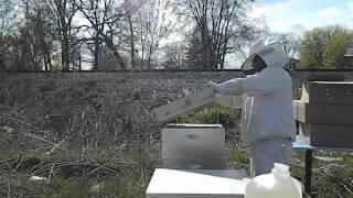 Beekeeping 2015 Starting off with Install new package of bee's