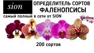 Орхидея ФАЛЕНОПСИС | ОПРЕДЕЛИТЕЛЬ СОРТА | Orchid Phalaenopsis. Qualifier of a grade. орхидеи orchids