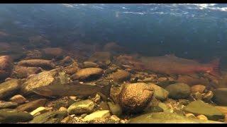 underwater video salmon & sea trout River Avon, Strathspey, Scotland