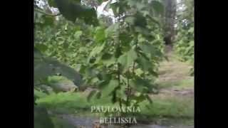 PLANTAŽA PAULOWNIA BELLISSIA  MESTO - POLJANA