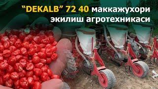 DEKALB 72 40 Андижонда RASH MILK дала майдонлари.               Экиш Агротехникаси 1-Қисм.