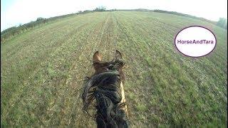 Arabian horse would not stop after a flat out gallop