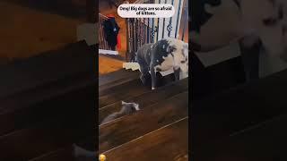 Interesting pet videos! #cat #dog #pets #music #meme #funny