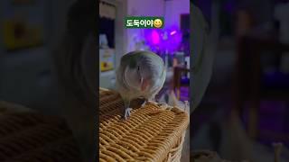 도둑이야~안주 도둑~~ #vlog #시골살이브이로그 #앵무새 #앵집사
