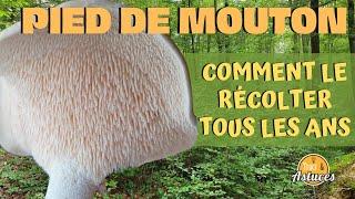 Pied de mouton, le récolter tous les ans : les astuces ! [S21E19]