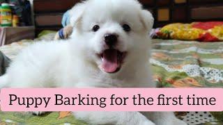 Pomeranian Puppy Barking for The First Time