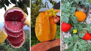 Farm Fresh Ninja Fruit Cutting | Oddly Satisfying Fruit Ninja #19