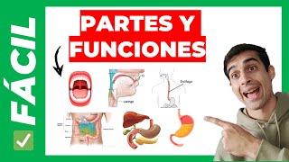 PARTES del SISTEMA DIGESTIVO y sus FUNCIONES (fácil)