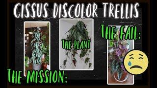 CISSUS DISCOLOR TRELLIS // A great idea in theory...but my execution was a fail...