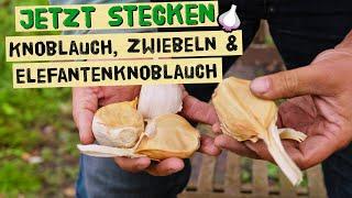 Knoblauch im Herbst pflanzen, Wintersteckzwiebeln und Elefantenknoblauch vor dem Winter stecken.