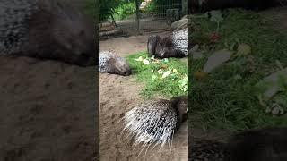 Tierpark Hagenbeck Stachelschweine