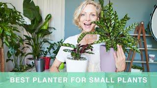 Best Pot For Small Plants - How To Pot Plants In Lechuza Deltini Planter