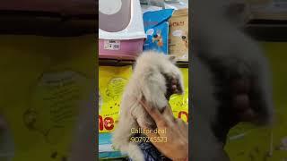 Fawn golden persian kitten available #youtubeshorts #shorts #persiancatslovers