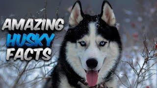 5 Fascinating Facts About Huskies That You Probably Didn't Know!  | #huskies #husky #dog