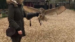 Eagle Owl Lands On His Owner's Glove In Slow Motion