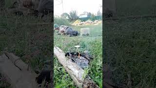 çoök çalışıyorum çook yoruluyorum diye yakınan çobanların hali