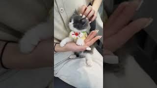 귀여운고양이영상 #고양이 #브리티쉬숏헤어 #브숏 #고양이일상 #cat #cute