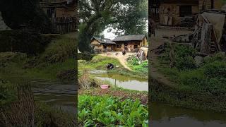 他们都说中国农村差，你们觉的呢？Beautiful and Comfortable Rural Scenery in China