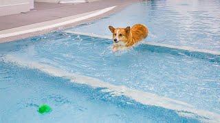 Winter time Indoor pool for dogs (feat.Sasha the corgi)