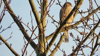 02/28/25 Adult O+ Cooper's Hawk (Call) Kent Wa 3119-164