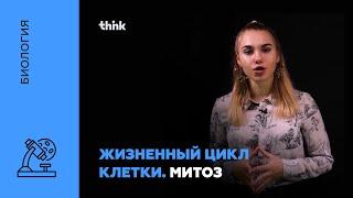 Жизненный цикл клетки. Митоз | Биология