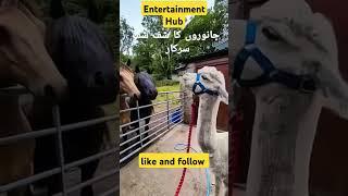 funny video. shuf shuf sarkar in animal #foryou #tranding #usa #entertainment #uk #funny #funnyvideo