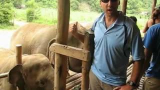 Chiang Mai Area Elephant Parks