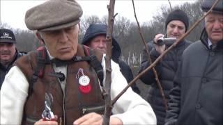 Семинар по ореховодству. Практическая часть. Формирование саженцев ореха. Март 2017