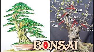 Tutorial Cara Cepat N Mudah Belajar Membuat Bonsai Mustam by Tedy Boy Indonesia