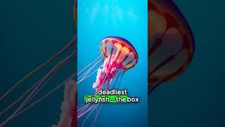 deadliest jellyfish in australia #animalfacts #funfacts #animals #geography #geographyfacts #fact