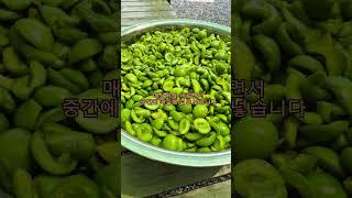 매실장아찌만들기~농촌살아보기 45일차  #일상 #여행 #공감 #건강한밥상 #매실장아찌#매실엑기스#치코네농장#농촌살아보기#매실#건강한요리#소소한행복#소확행