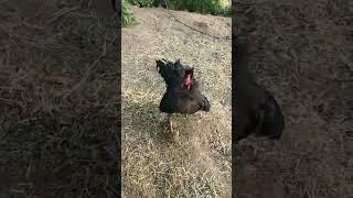 Самый задиристый петух!  #animals #жизньвдеревне #смешноевидео #прикол #курица #деревня #animals