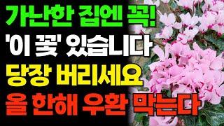 이 꽃만은 절대 집안에 두지마세요!  아무리 벌어도 가난했던이유! 상위 1% 부자들의 집에서 발견한 재물복 터집니다 #주방풍수 #재물운 #금전운 #풍수지리#대운 #부자 주방
