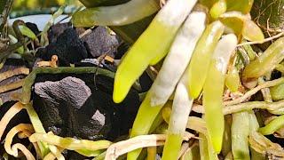 Lá nha đam lan mới trồng nhanh ra rễ. Water the newly planted aloe vera leaves quickly to the roots