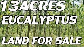 13 ACRES LAND FOR SALE | COMPACT EUCALYPTUS PROPERTY FOR SALE | PROPERTY PROMOTION TV LAND VIDEOS